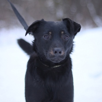 Собаки в добрые руки - Рони