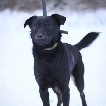 Собаки в добрые руки - Рони - 1