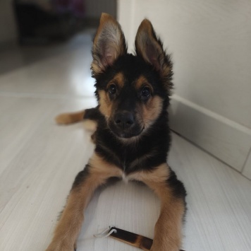 Челси - Собаки в добрые руки