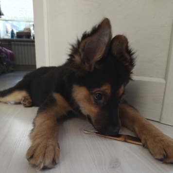 Собаки в добрые руки - Челси - 2