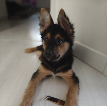 Собаки в добрые руки - Челси - 4