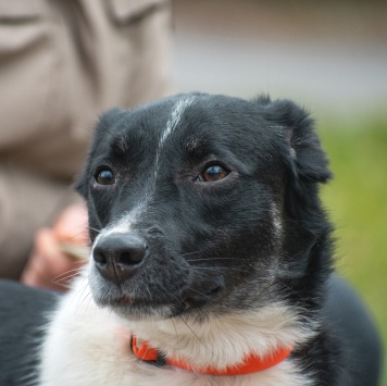 Собаки в добрые руки - Юта