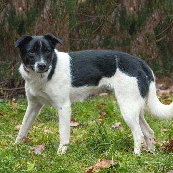 Собаки в добрые руки - Юта - 1