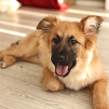 Собаки в добрые руки - Маффин