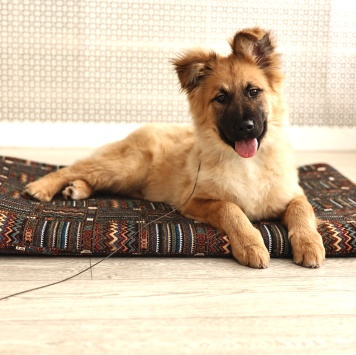 Собаки в добрые руки - Маффин - 1