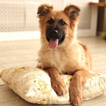 Собаки в добрые руки - Маффин - 3