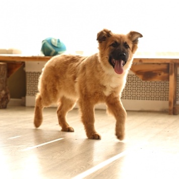 Собаки в добрые руки - Маффин - 4