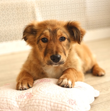 Оливка - Собаки в добрые руки