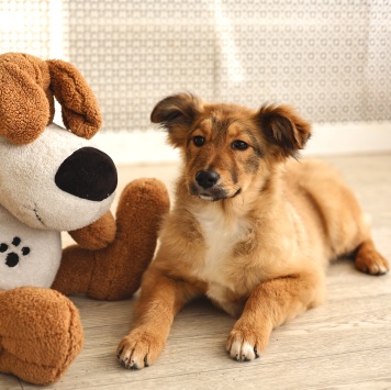 Собаки в добрые руки - Оливка - 2