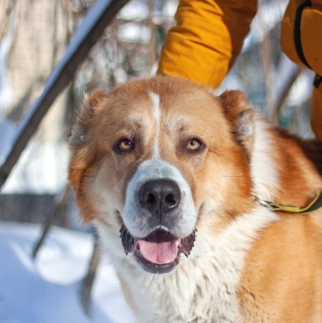 Собаки в добрые руки - Гермес
