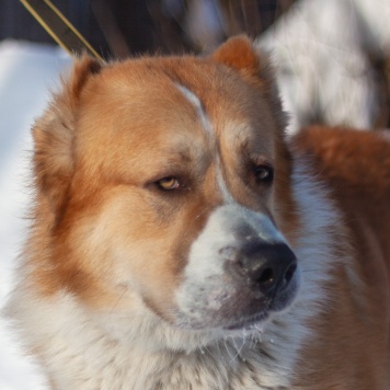 Собаки в добрые руки - Гермес - 1