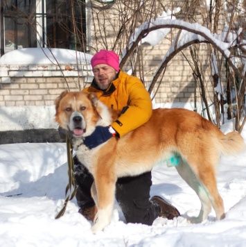Собаки в добрые руки - Гермес - 3