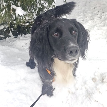 Собаки в добрые руки - Ричард