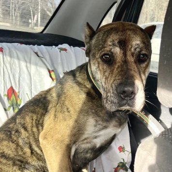 Собаки в добрые руки - Алана