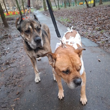 Собаки в добрые руки - Алана - 1