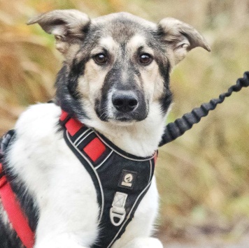 Собаки в добрые руки - Том