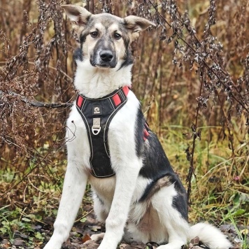 Собаки в добрые руки - Том - 1