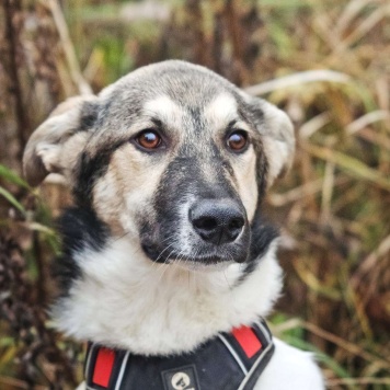 Собаки в добрые руки - Том - 4