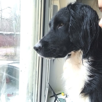 Ричард - Собаки в добрые руки