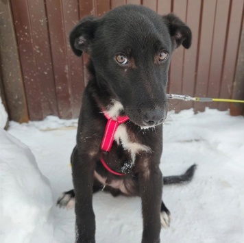 Собаки в добрые руки - Лаки