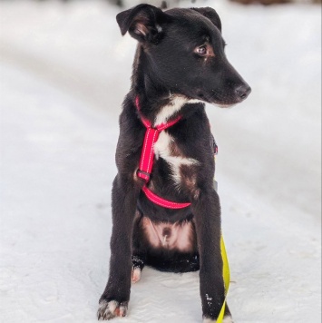 Собаки в добрые руки - Лаки - 1