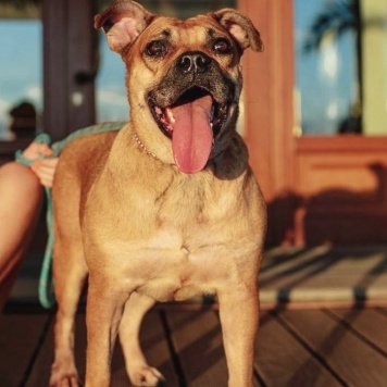 Собаки в добрые руки - Джуди