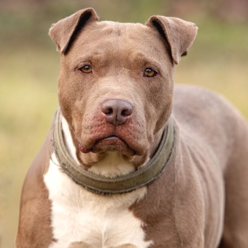 Собаки в добрые руки - Лилу