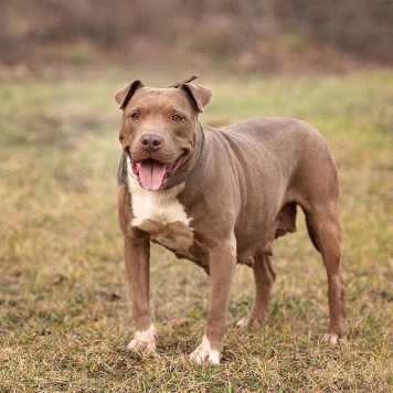 Собаки в добрые руки - Лилу - 1