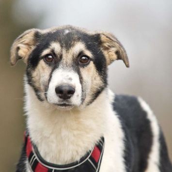 Собаки в добрые руки - Джерри