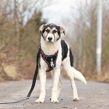 Собаки в добрые руки - Джерри - 1
