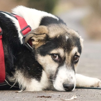 Собаки в добрые руки - Джерри - 2