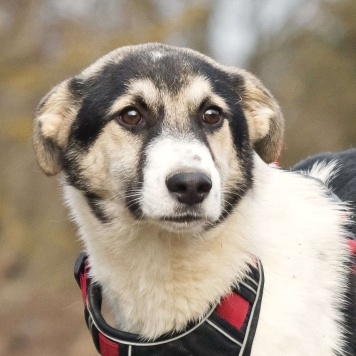 Собаки в добрые руки - Джерри - 3