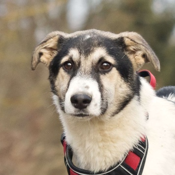 Собаки в добрые руки - Джерри - 4