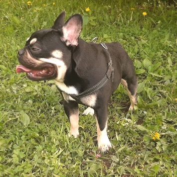 Собаки в добрые руки - Лари