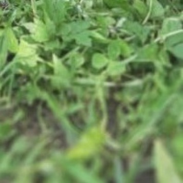 Собаки в добрые руки - Лари - 1