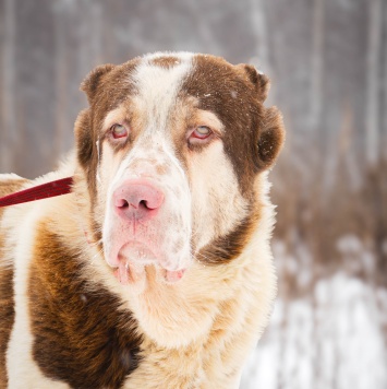 Собаки в добрые руки - Кратос