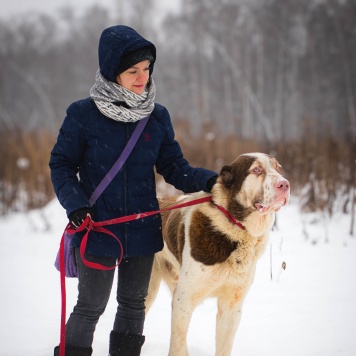 Собаки в добрые руки - Кратос - 1