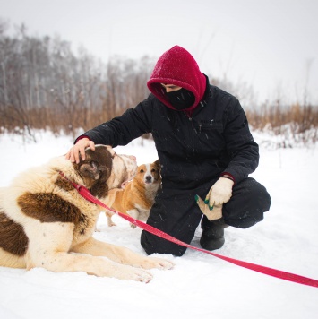 Собаки в добрые руки - Кратос - 2
