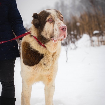 Собаки в добрые руки - Кратос - 3