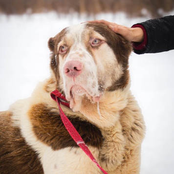 Собаки в добрые руки - Кратос - 4
