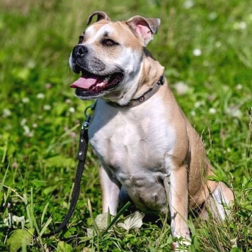 Собаки в добрые руки - Джесси