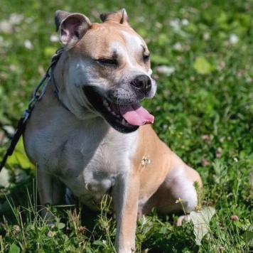 Собаки в добрые руки - Джесси - 1