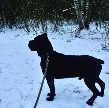 Собаки в добрые руки - Муфа