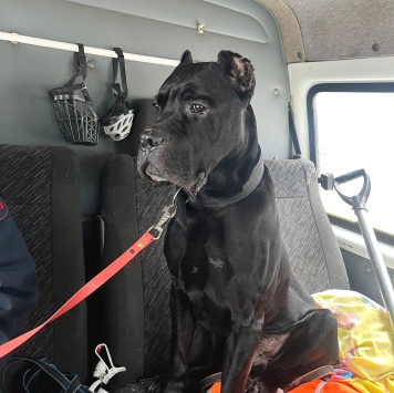 Собаки в добрые руки - Муфа