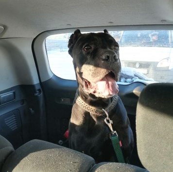 Собаки в добрые руки - Муфа - 1