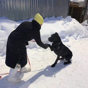 Собаки в добрые руки - Муфа - 3
