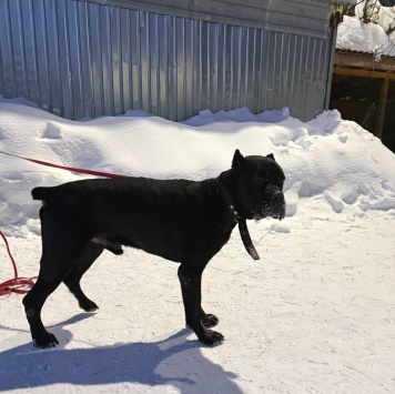 Собаки в добрые руки - Муфа - 4