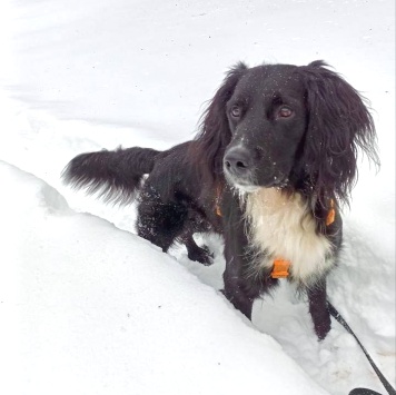 Ричард - Собаки в добрые руки