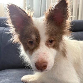 Собаки в добрые руки - Лиза