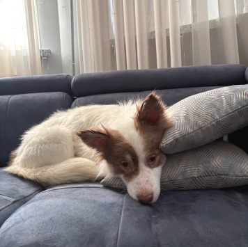 Собаки в добрые руки - Лиза - 2